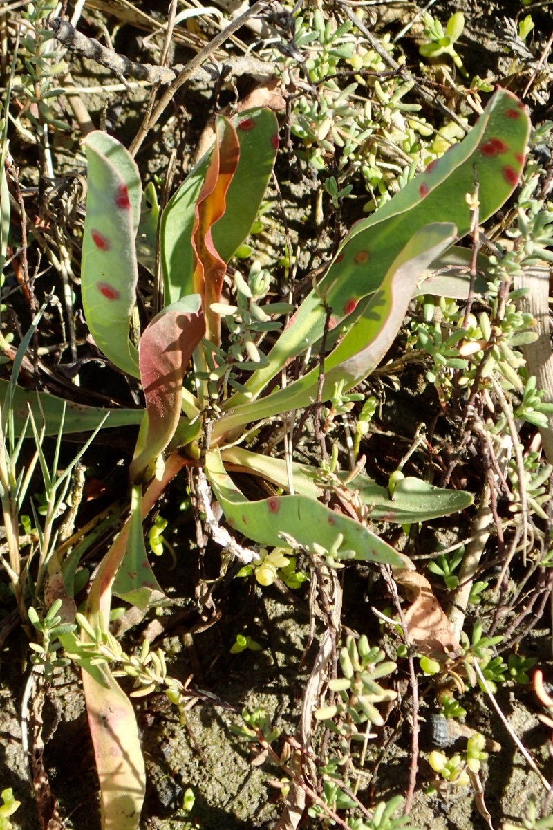 Limonium californicum