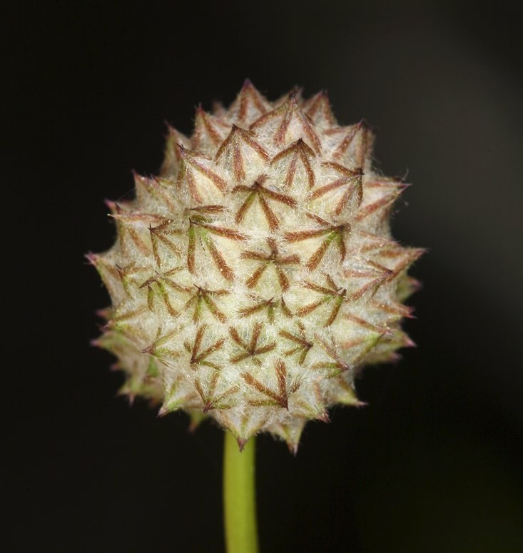 Gilia capitata ssp. pedemontana