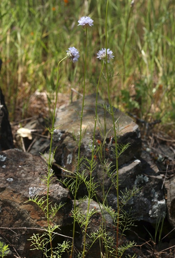 Gilia capitata ssp. pedemontana