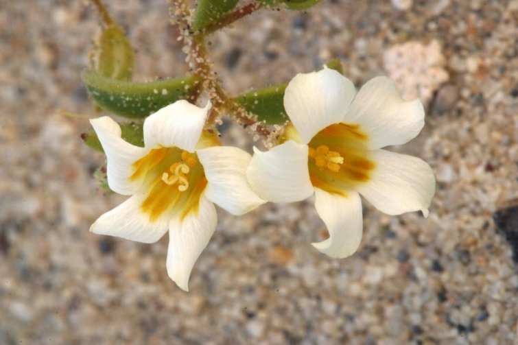 Linanthus campanulatus