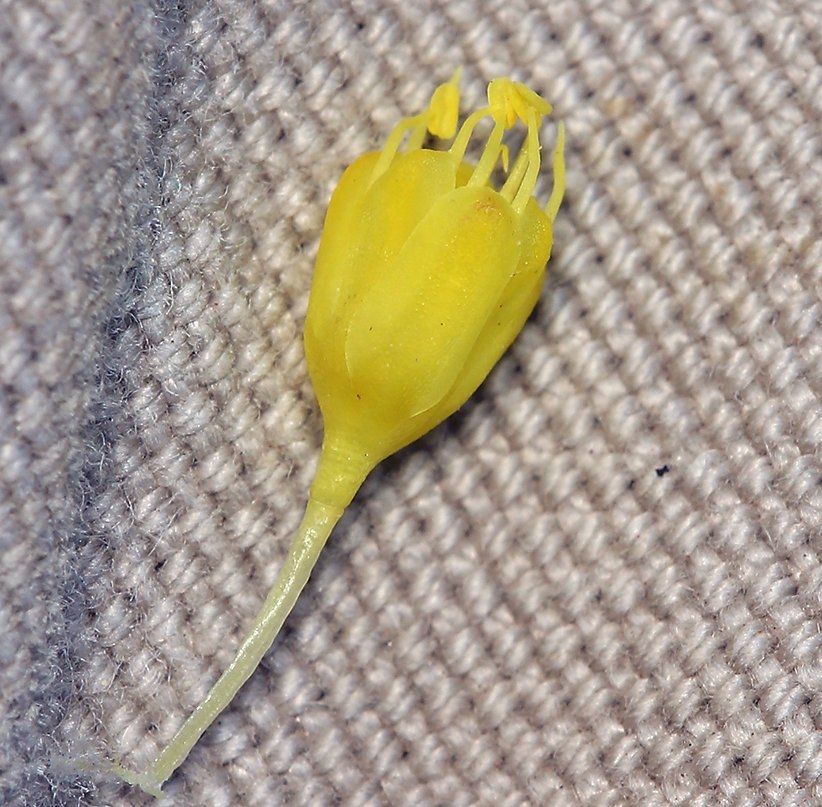 Eriogonum congdonii