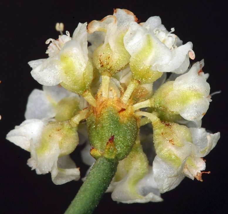 Eriogonum heermannii var. humilius