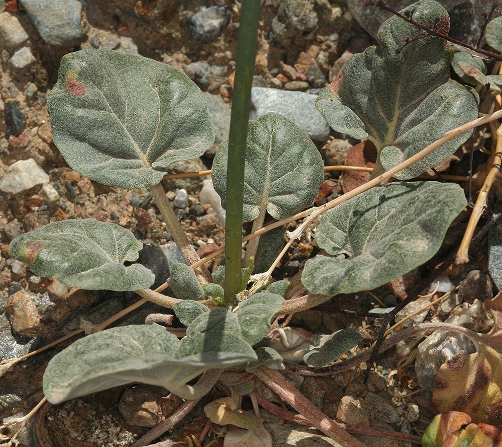 Eriogonum hoffmannii