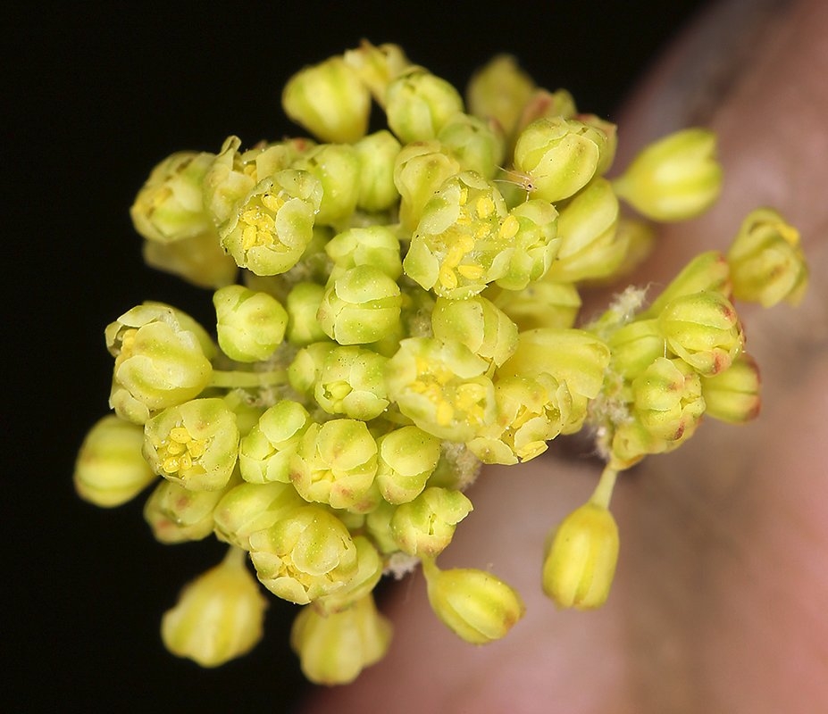 Eriogonum marifolium