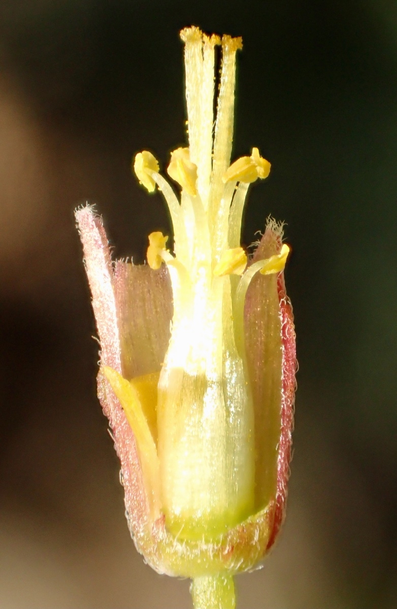 Oxalis californica