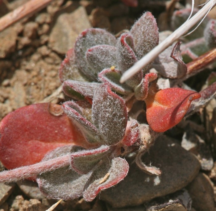 Eriogonum umbellatum var. versicolor