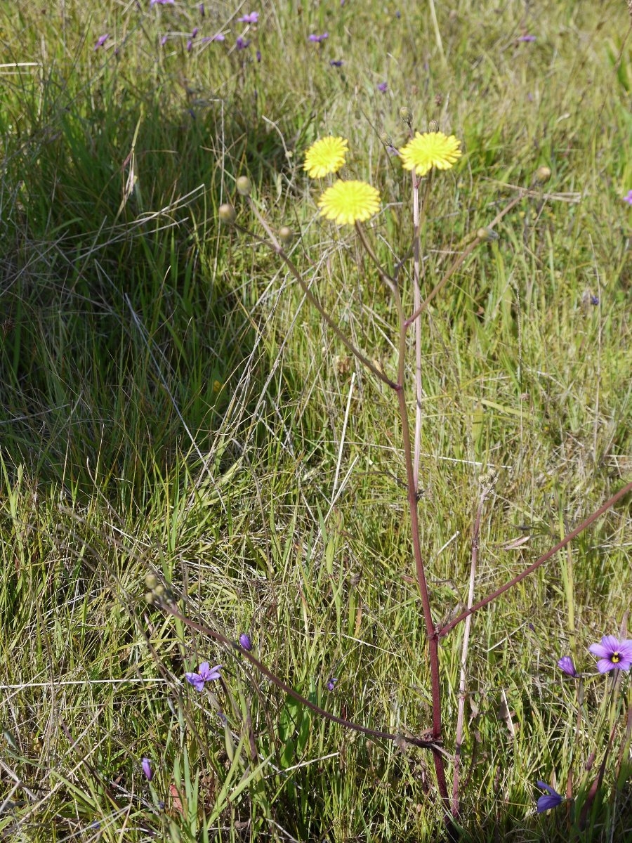 Crepis vesicaria ssp. taraxacifolia
