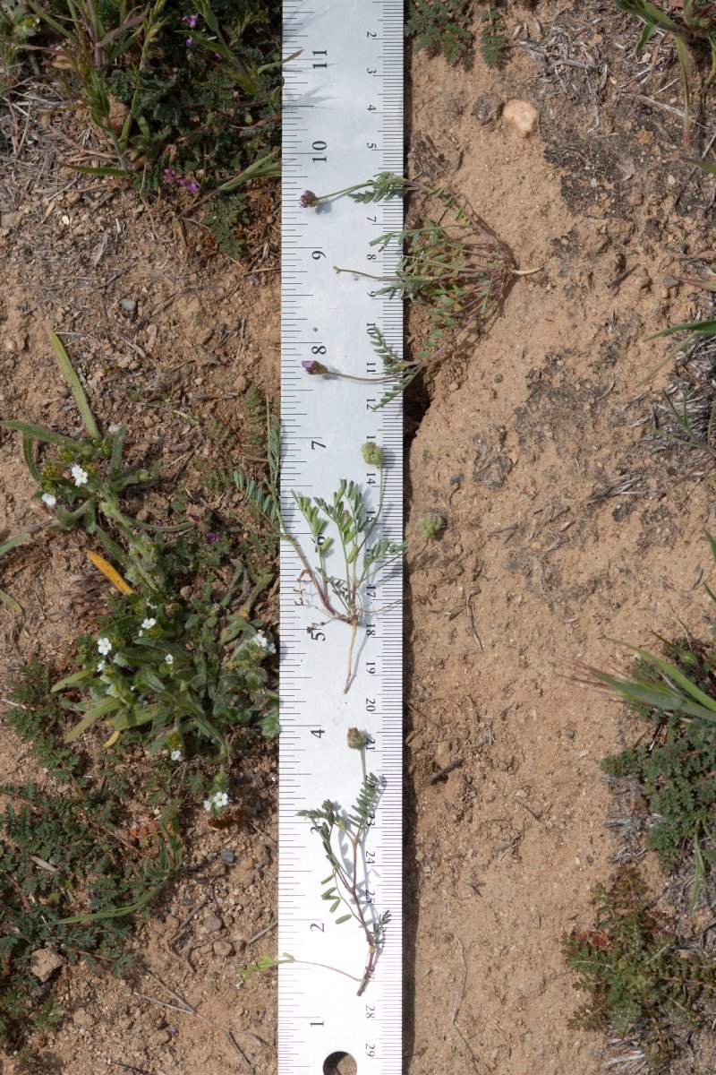Astragalus didymocarpus