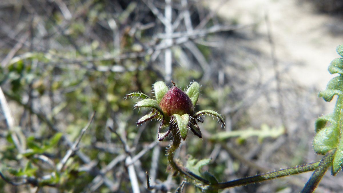 Pholistoma auritum var. arizonicum