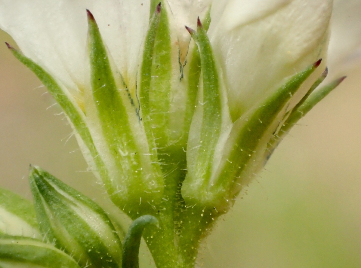 Gilia achilleifolia ssp. multicaulis