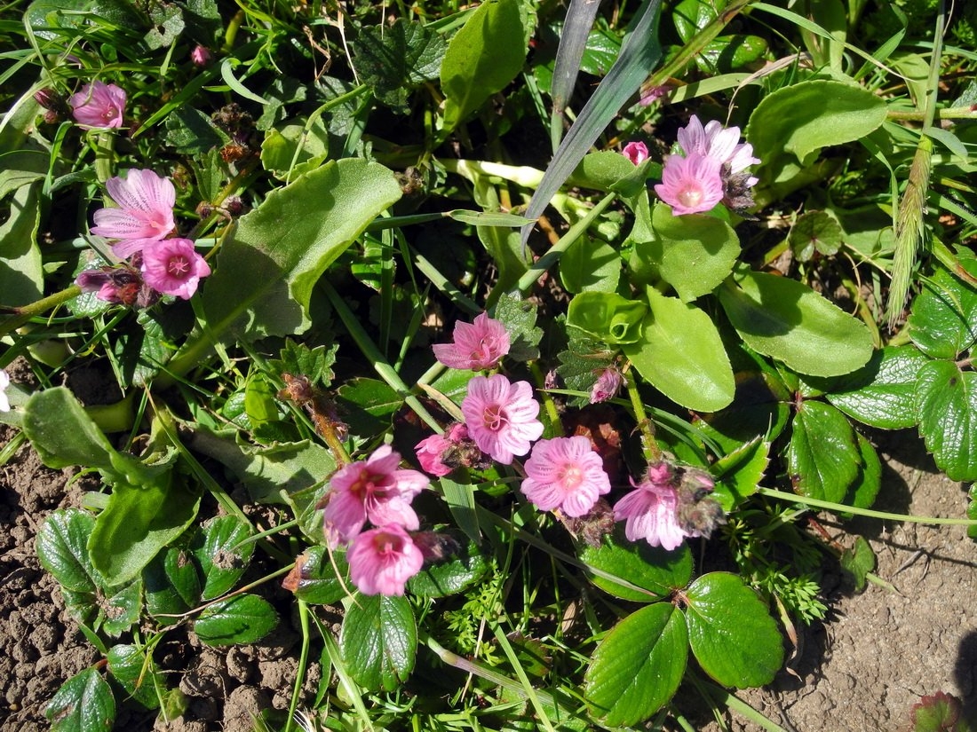 Sidalcea malviflora ssp. purpurea
