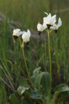 Dodecatheon clevelandii ssp. patulum