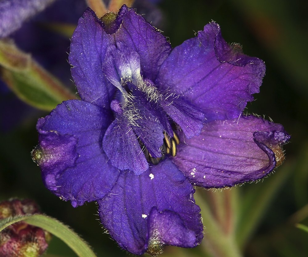 Delphinium decorum ssp. decorum