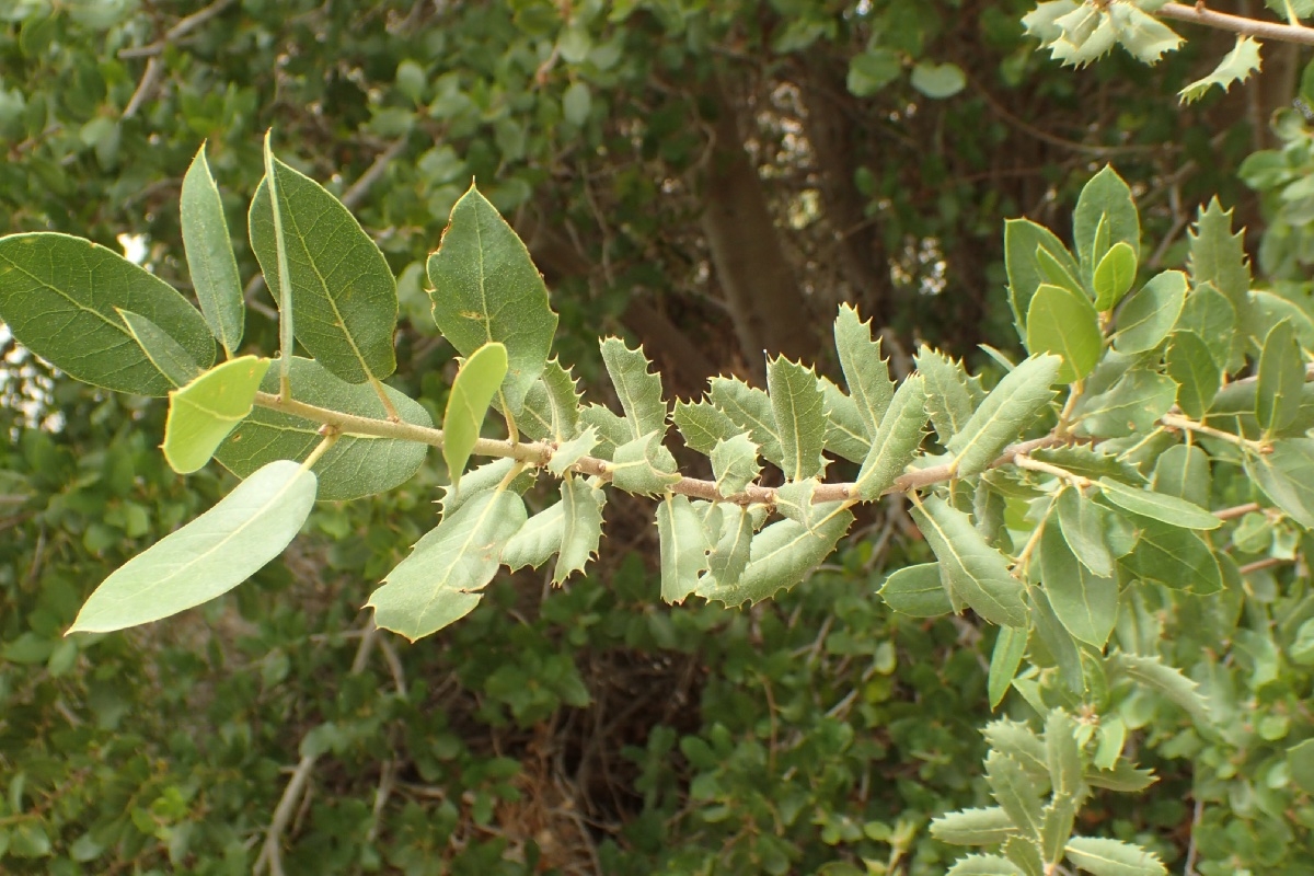 Quercus wislizeni
