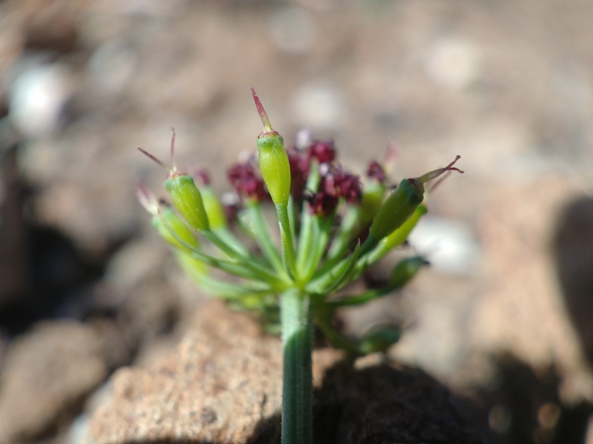 Lomatium marginatum var. purpureum