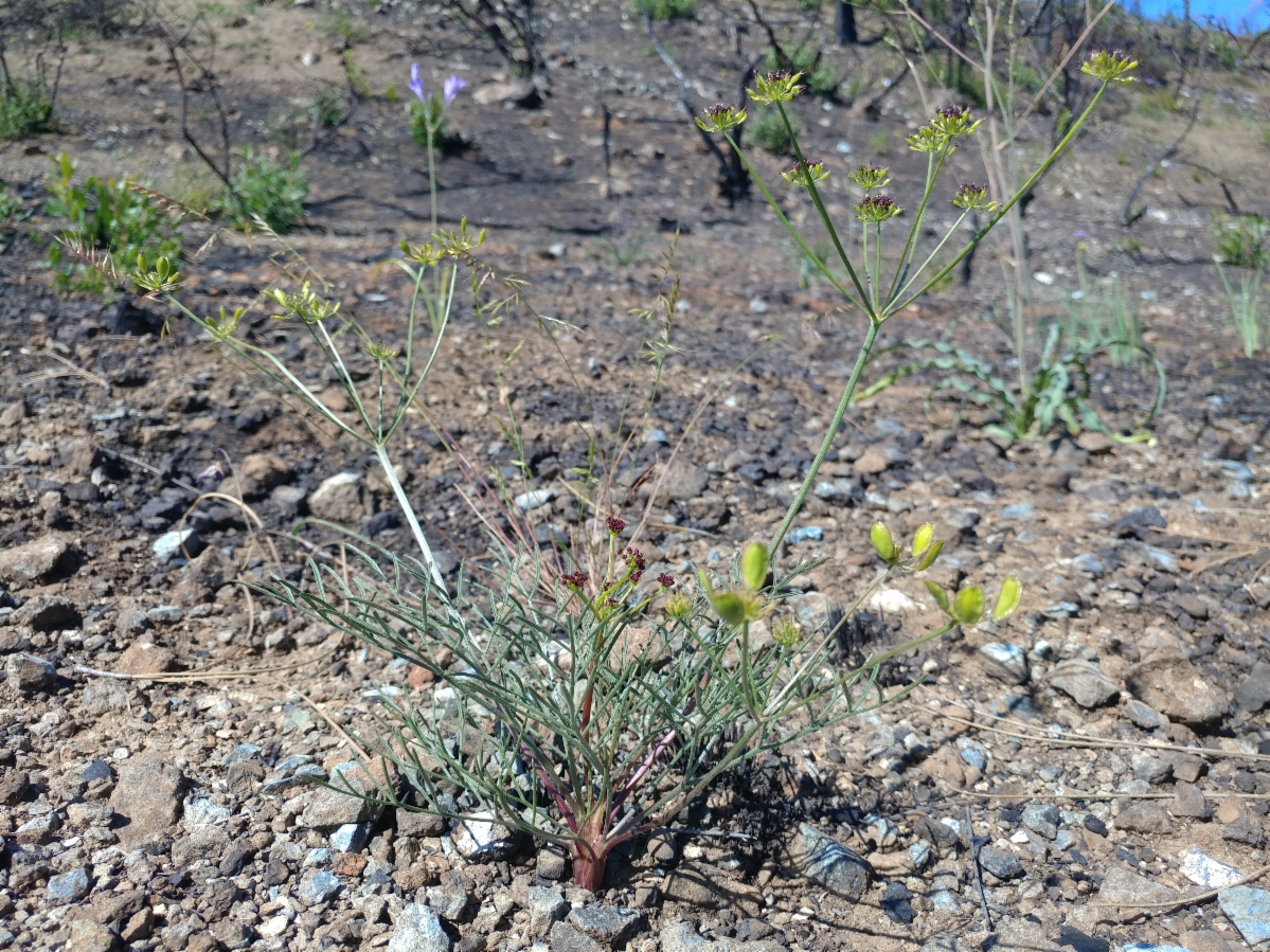 Lomatium marginatum var. purpureum