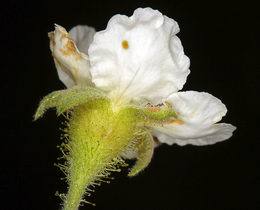 Chamaebatia foliolosa