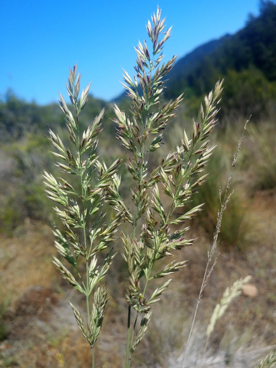 Calamagrostis ophitidis