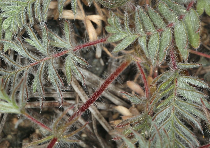Horkelia daucifolia var. indicta