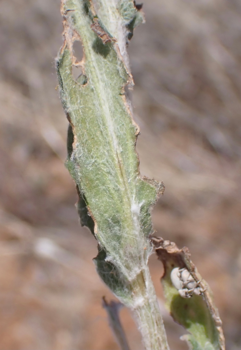 Eriophyllum ambiguum var. ambiguum