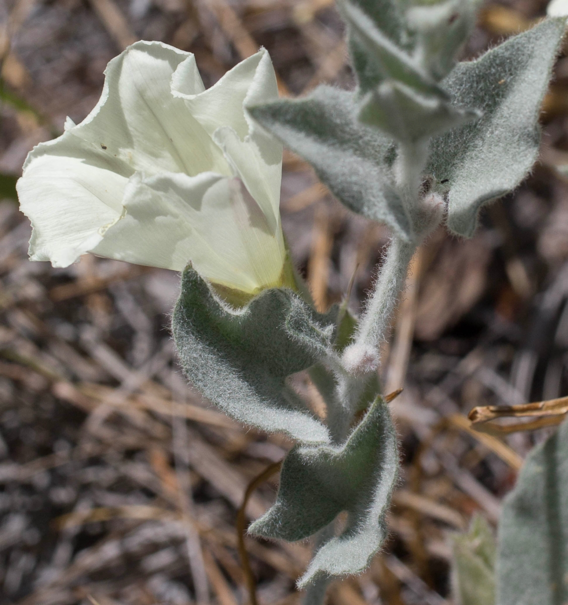 Calystegia malacophylla ssp. pedicellata