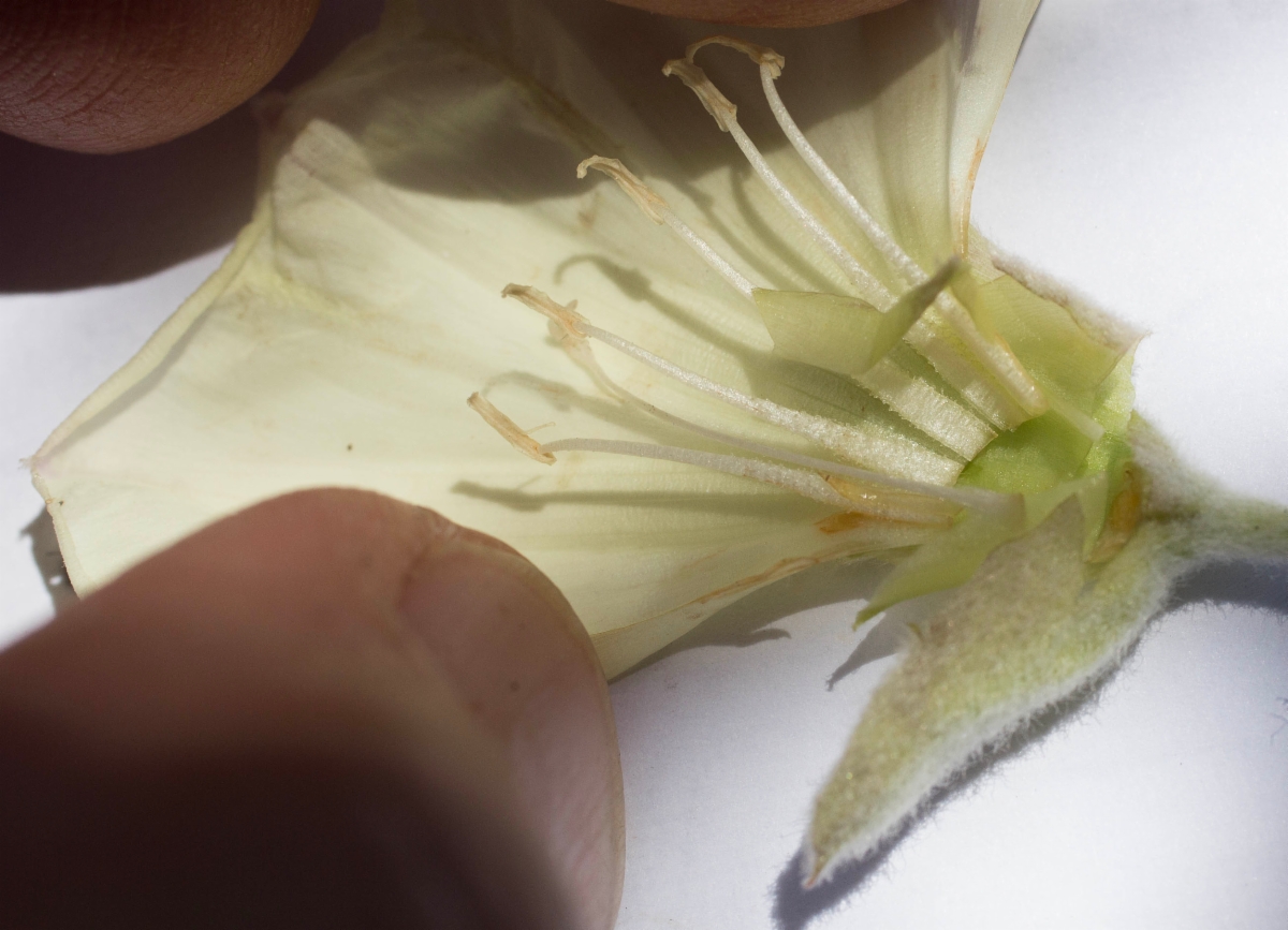 Calystegia malacophylla ssp. pedicellata