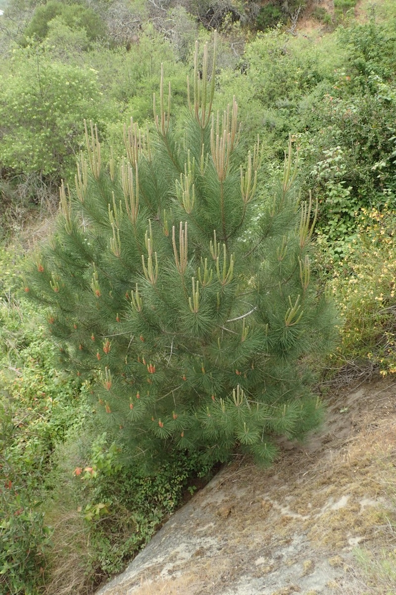 Pinus thunbergiana