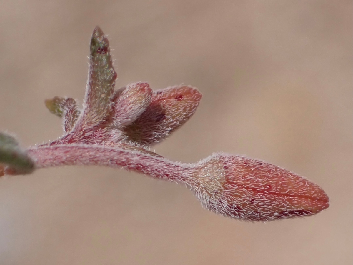 Camissonia campestris ssp. campestris