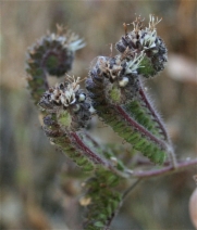 Phacelia nemoralis ssp. nemoralis