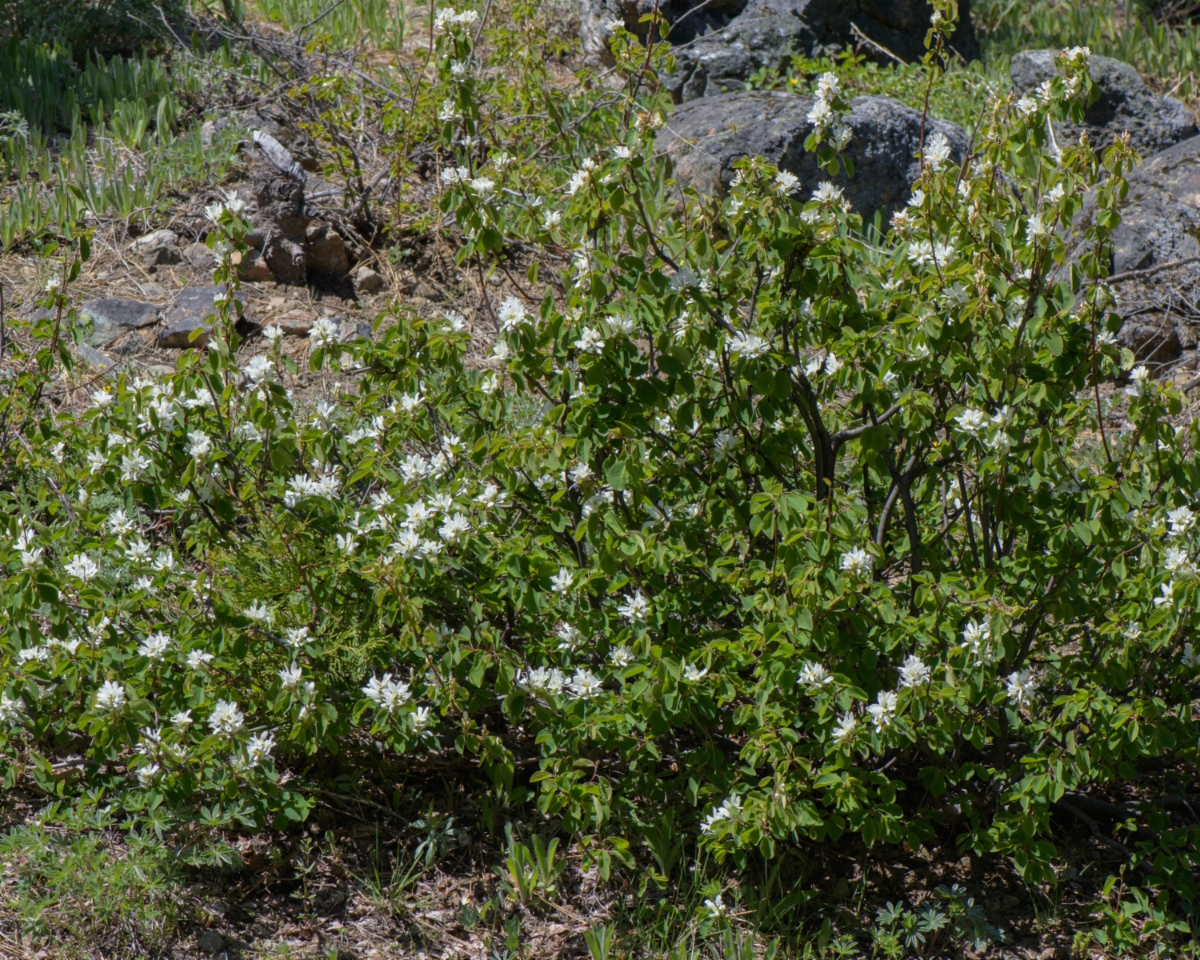 Amelanchier alnifolia var. semiintegrifolia