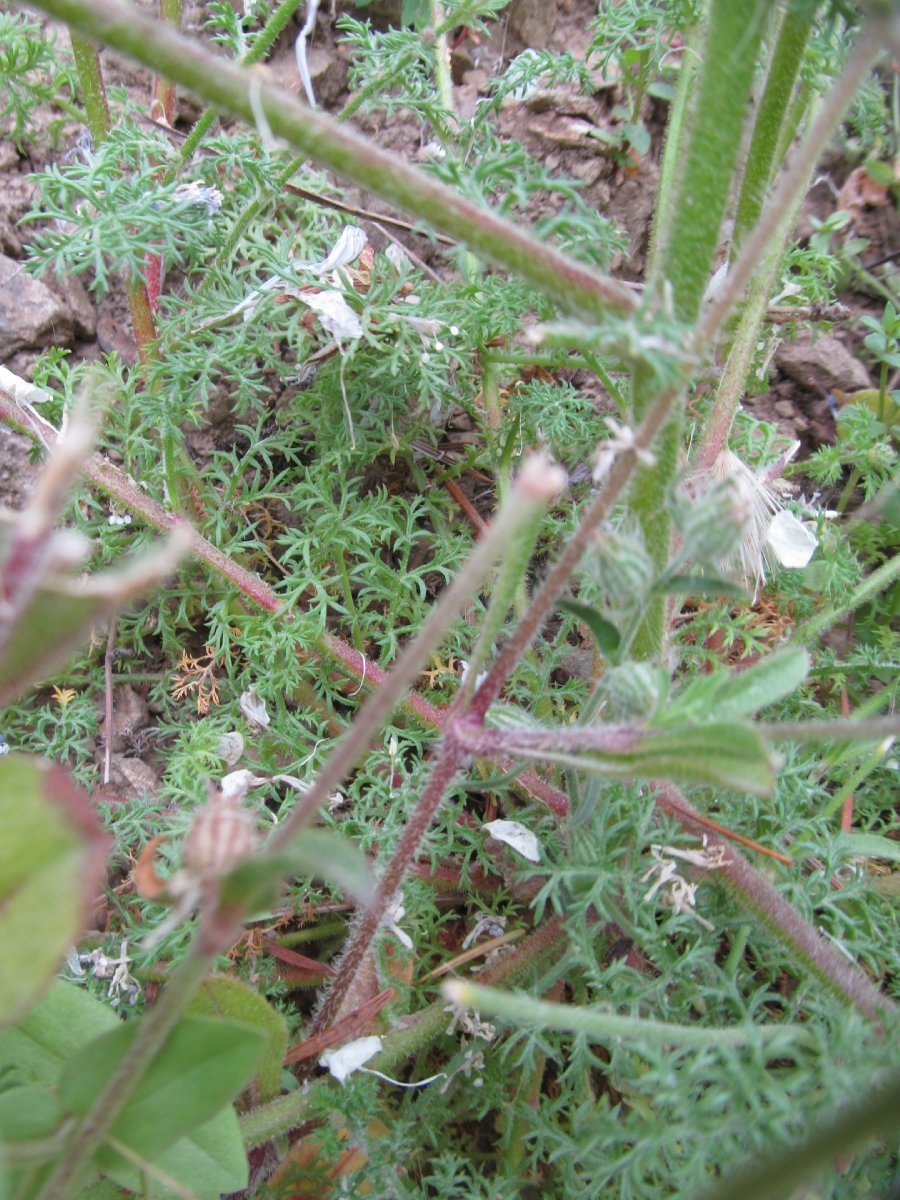 Gilia capitata ssp. tomentosa