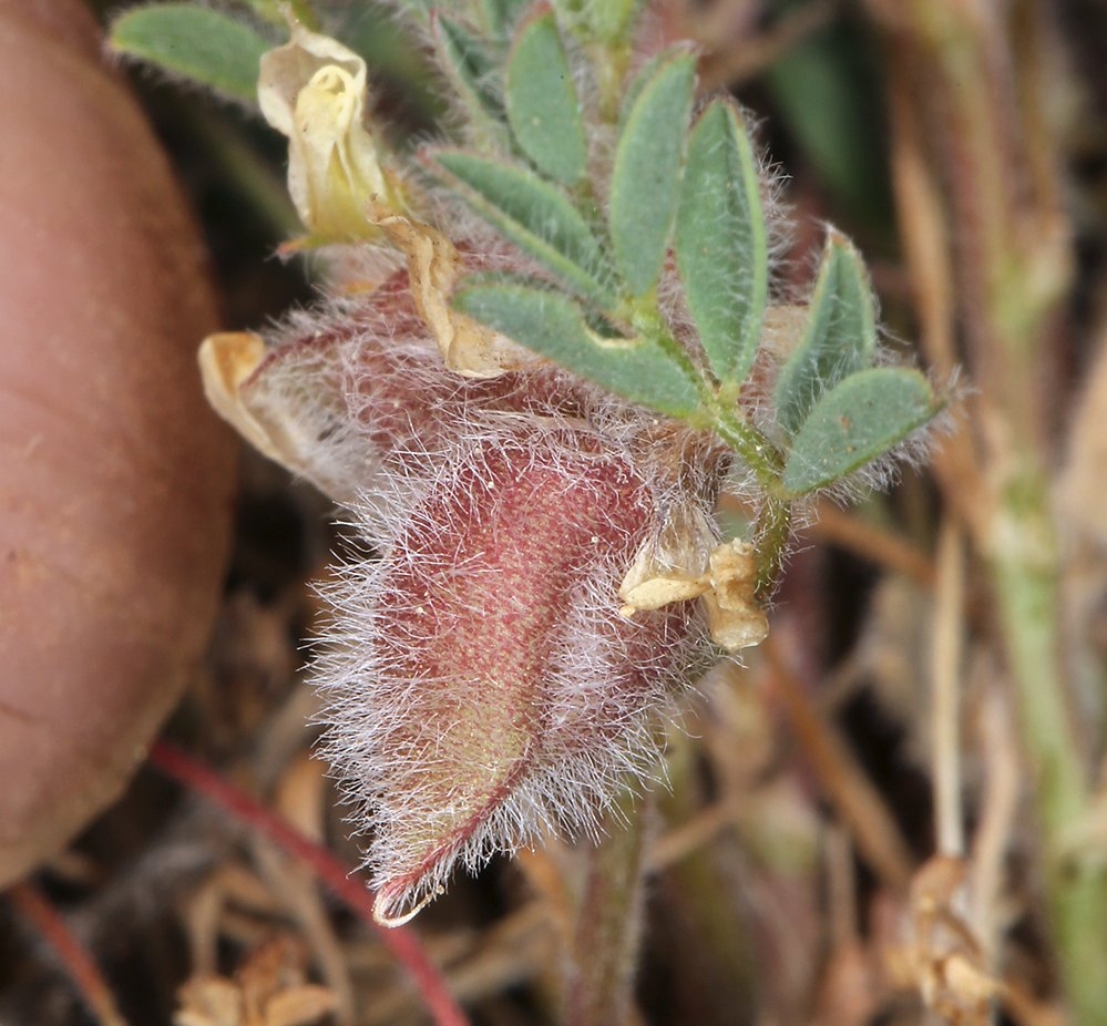 Astragalus pulsiferae var. coronensis