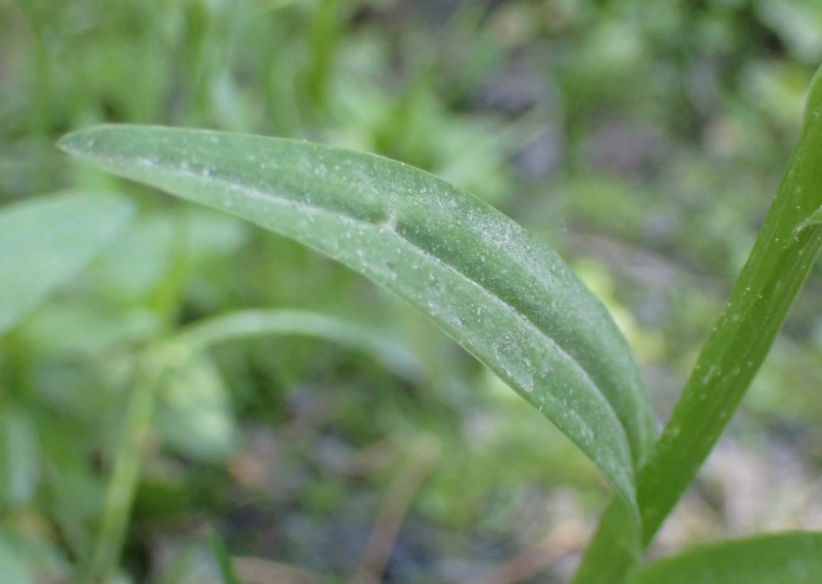 Platanthera sparsiflora