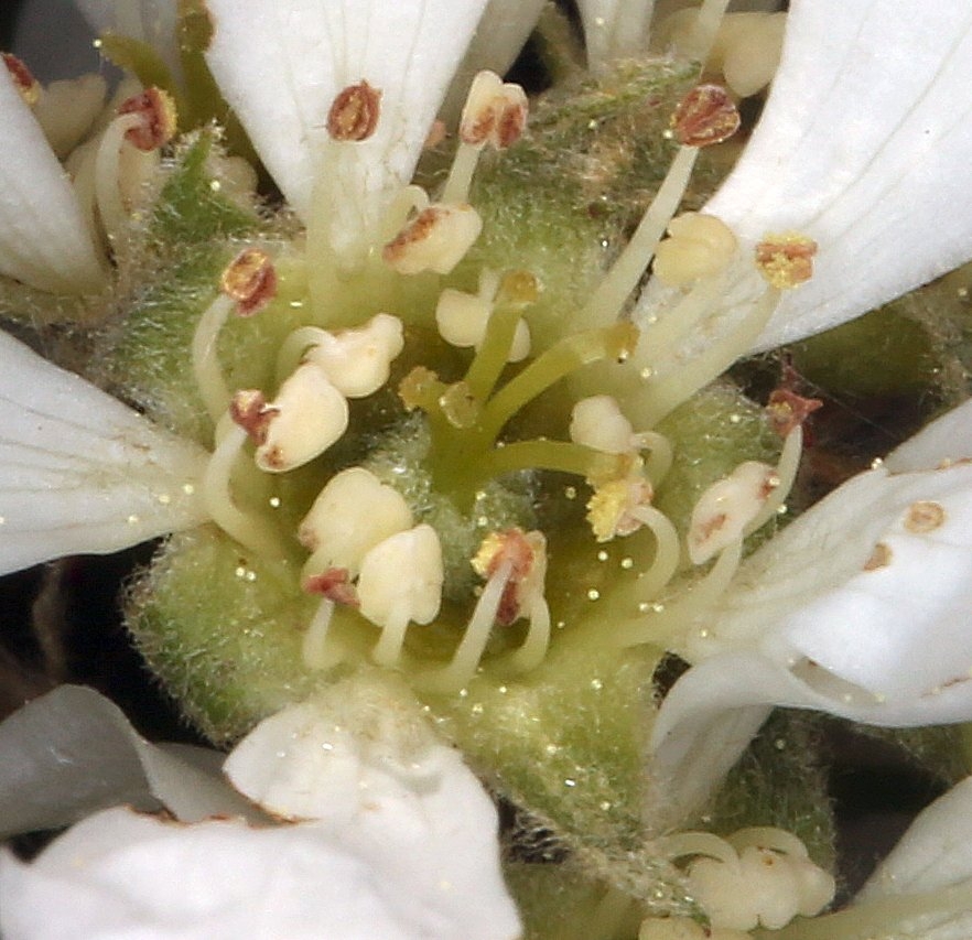 Amelanchier alnifolia var. semiintegrifolia
