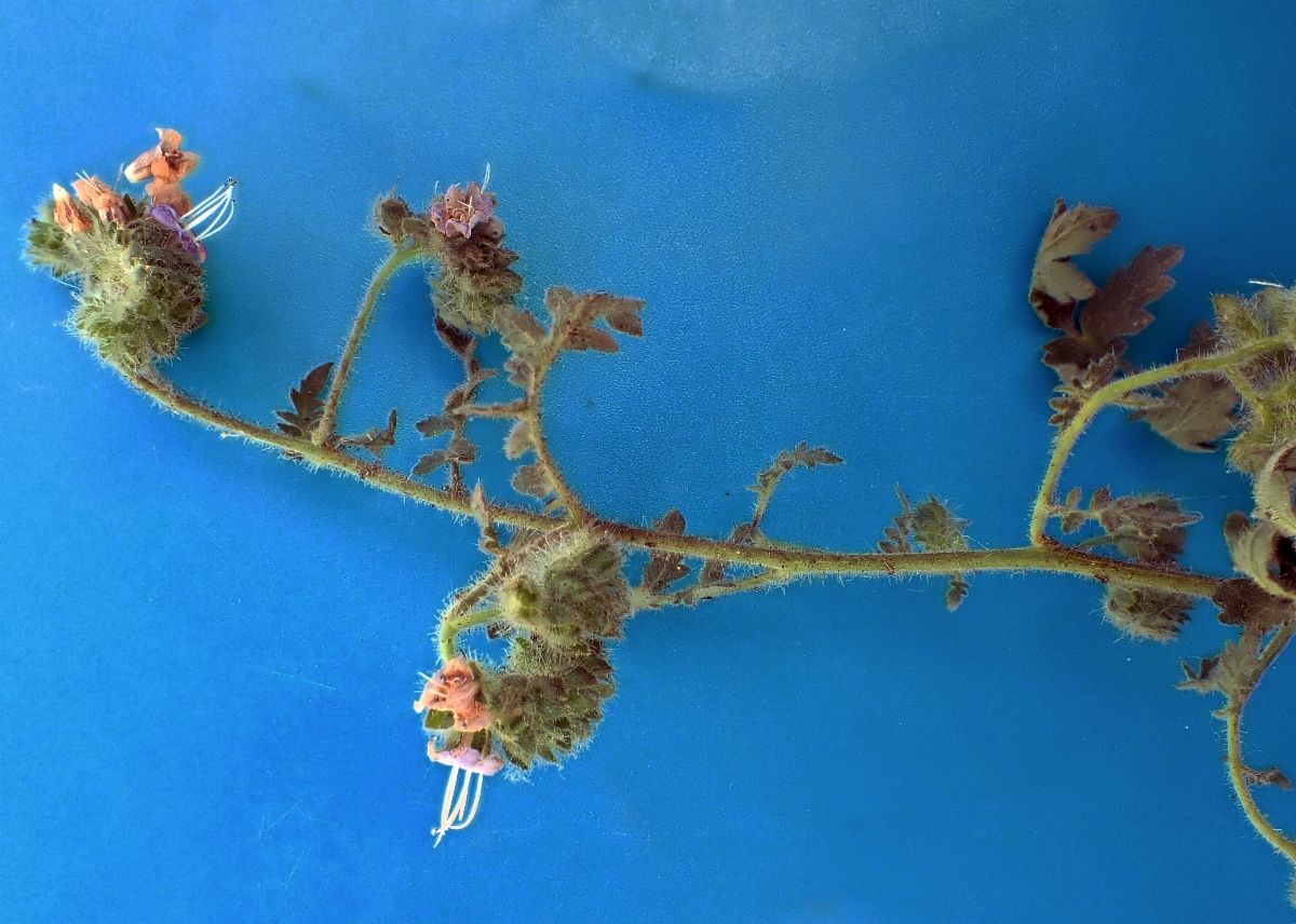 Phacelia ramosissima var. austrolitoralis
