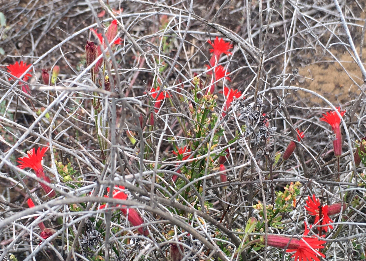 Silene laciniata ssp. laciniata