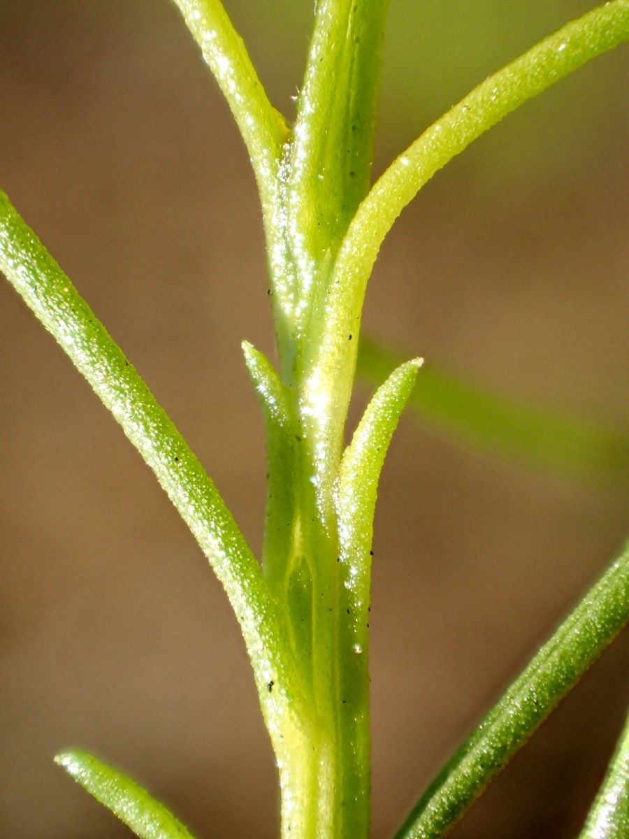 Ambrosia monogyra