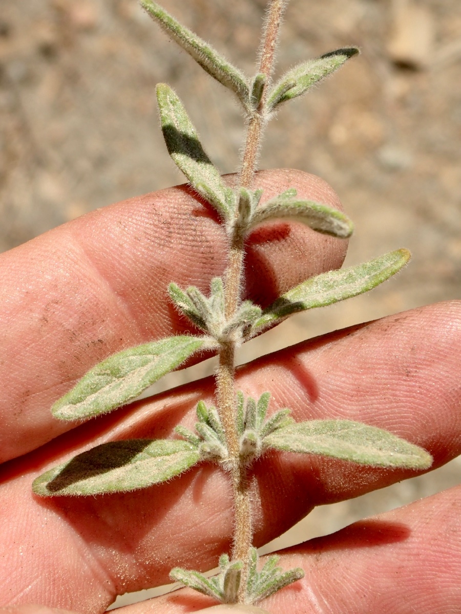 Monardella hypoleuca ssp. lanata