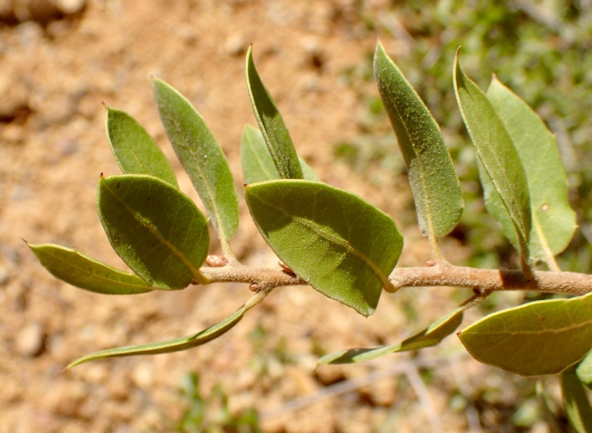 Quercus wislizeni var. frutescens