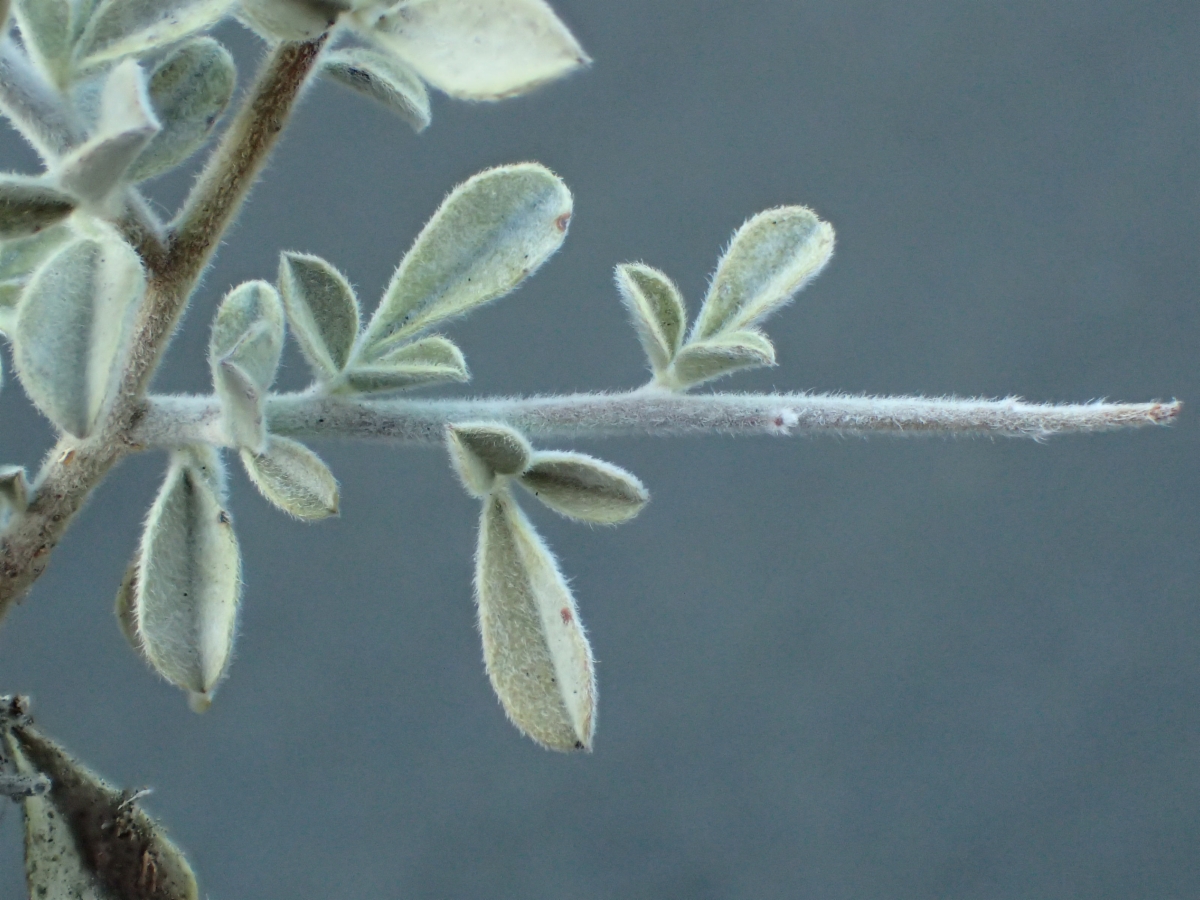 Pickeringia montana var. tomentosa