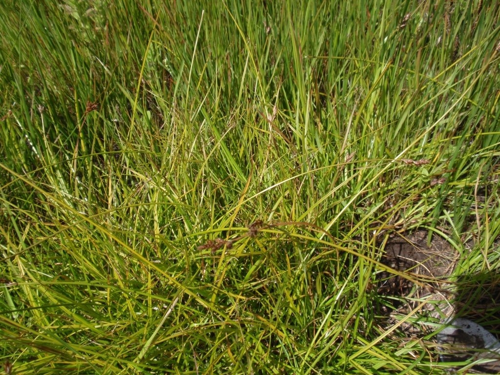 Carex gracilior