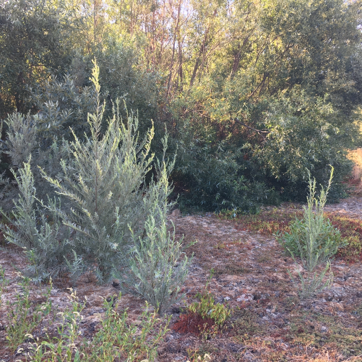 Salix exigua var. hindsiana
