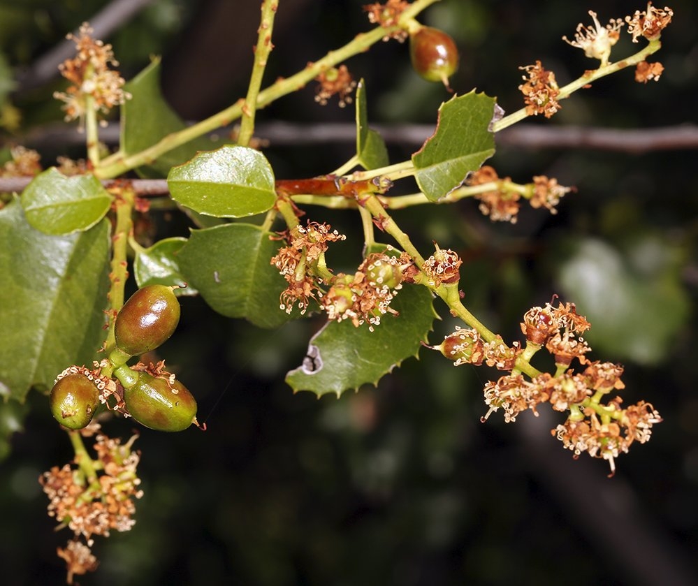 Prunus ilicifolia ssp. ilicifolia