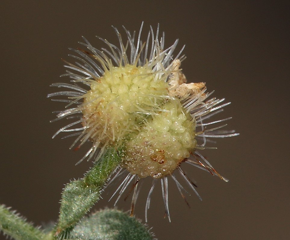 Galium hypotrichium ssp. inyoense