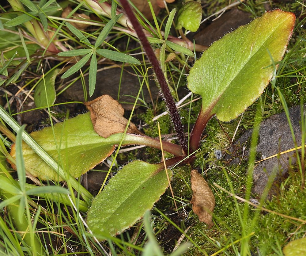 Micranthes fragosa