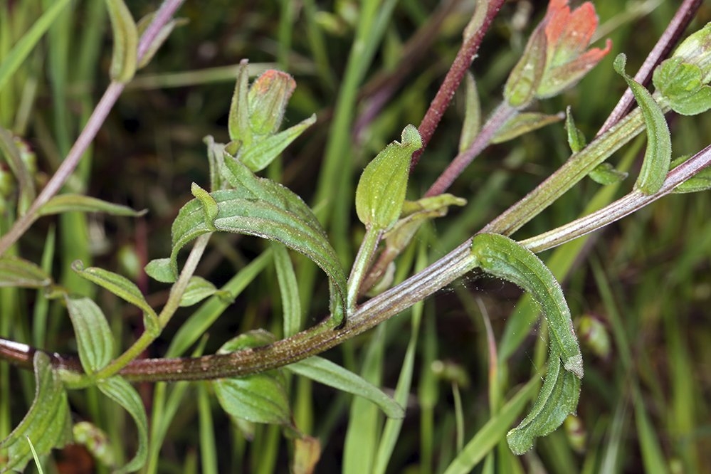 Castilleja affinis ssp. litoralis