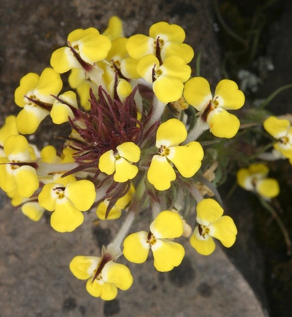 Triphysaria eriantha ssp. eriantha