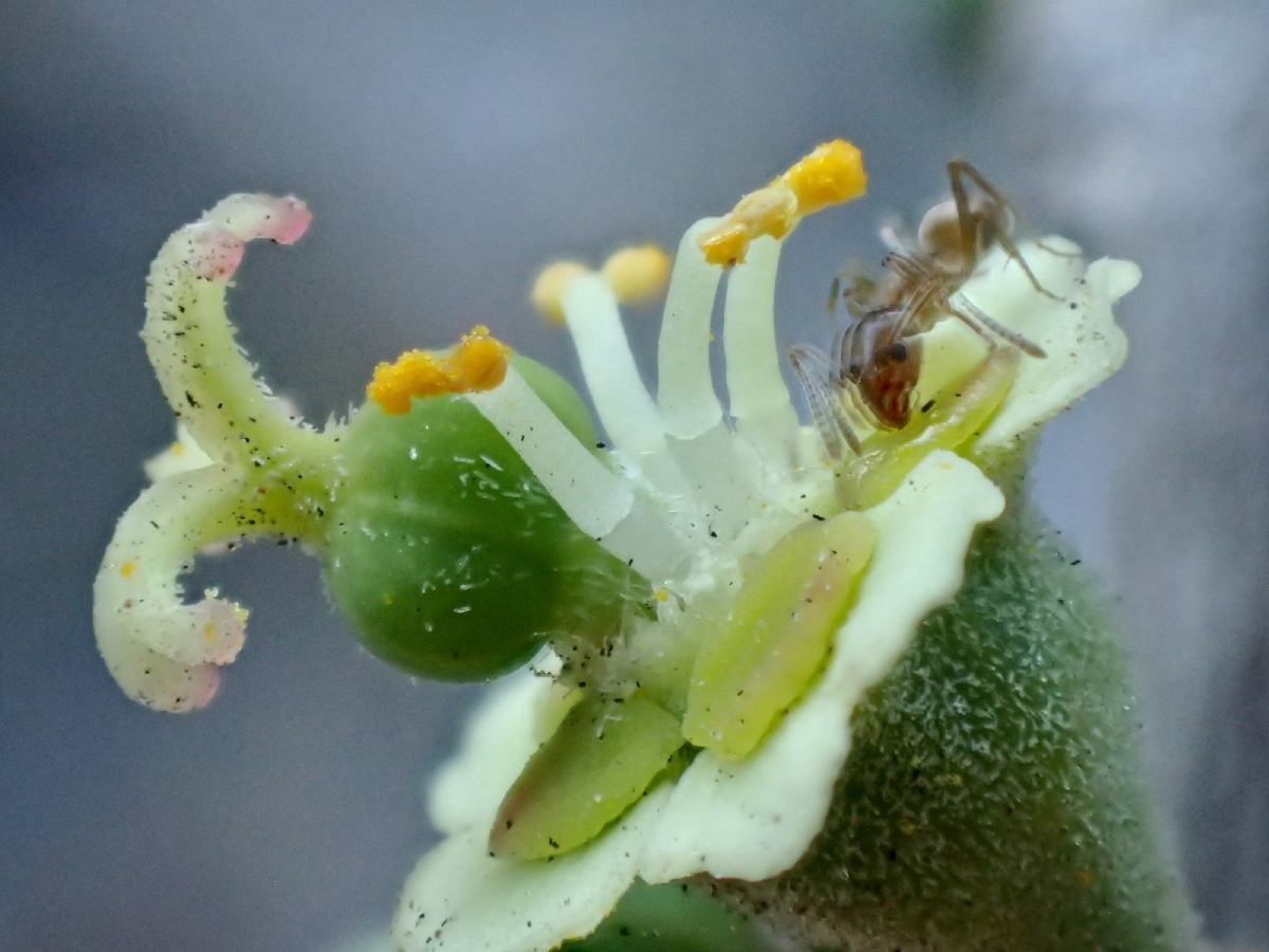 Euphorbia misera