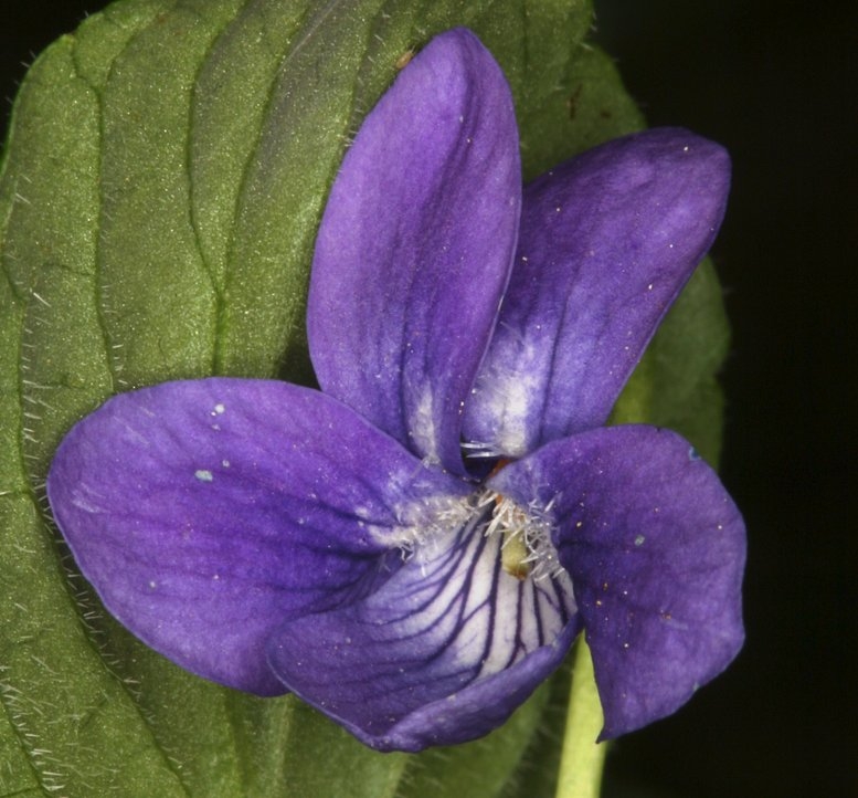 Viola adunca