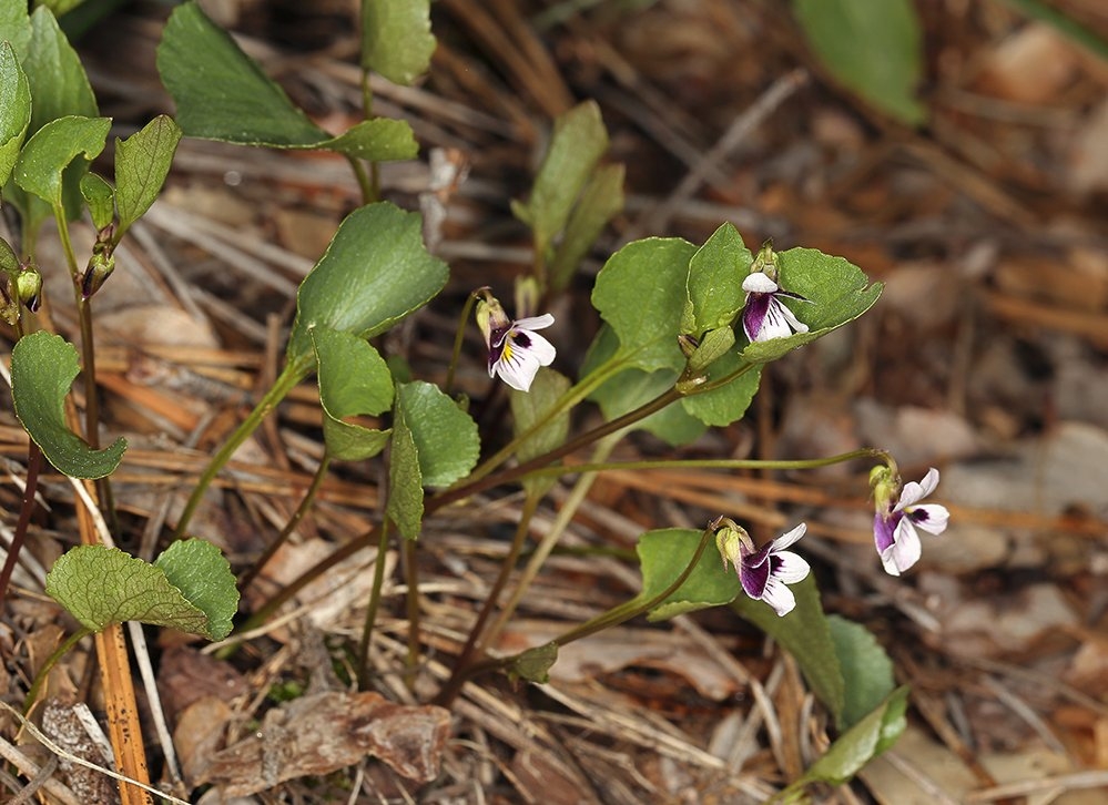Viola cuneata